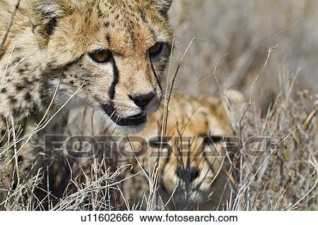 Stock Photograph - Close up detail frontal view of young cheetah standing in long, dry grass with second cheetah lying behind, Lewa Downs, Kenya, East Africa. Fotosearch