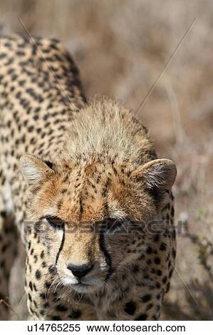 Stock Photography - Close up detail frontal view of young cheetah walking in long, dry grass towards viewer, Lewa Downs, Kenya, East Africa. Fotosearch