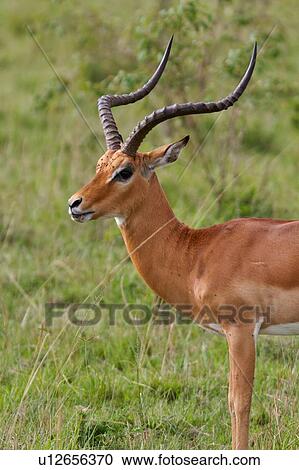 Stock Image - Close up detail of adult male impala standing in grass, side view, face towards viewer, Masai Mara, Kenya, East Africa. Fotosearch