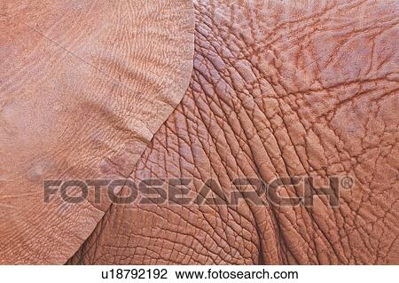 Close up detail of elephant ear and surrounding skin, Sheldrick Orphanage for Elephants, Nairobi, Kenya, East Africa View Large Photo Image Stock Image - Close up detail of elephant ear and surrounding skin, Sheldrick Orphanage for Elephants, Nairobi, Kenya, East Africa. Fotosearch