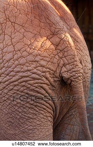 Close up detail of elephant tail and surrounding skin, Sheldrick Orphanage for Elephants, Nairobi, Kenya, East Africa View Large Photo Image Stock Image - Close up detail of elephant tail and surrounding skin, Sheldrick Orphanage for Elephants, Nairobi, Kenya, East Africa. Fotosearch