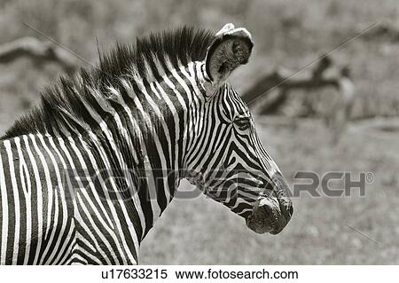 Close up detail of head and neck of Grevy zebra, side view, desaturated image, Lewa Downs, Kenya, East Africa View Large Photo Image Stock Photography - Close up detail of head and neck of Grevy zebra, side view, desaturated image, Lewa Downs, Kenya, East Africa. Fotosearch
