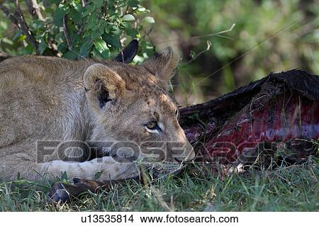 Picture - Close up detail of immature male lion lying in grass with wildebeest head, Masai Mara, Kenya, East Africa. Fotosearch