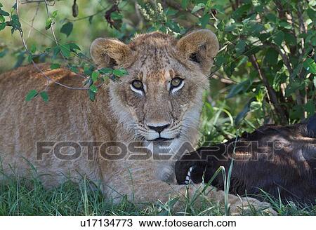 Stock Image - Close up detail of immature male lion lying in grass with wildebeest head, Masai Mara, Kenya, East Africa. Fotosearch