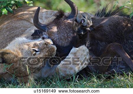 Close up detail of immature male lion rolling in grass while eating wildebeest head, Masai Mara, Kenya, East Africa View Large Photo Image Stock Photo - Close up detail of immature male lion rolling in grass while eating wildebeest head, Masai Mara, Kenya, East Africa. Fotosearch
