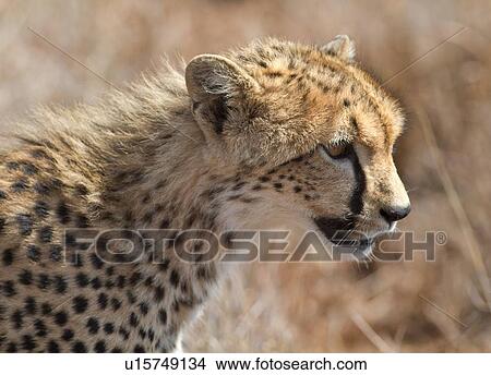 Close up detail -side view of young cheetah standing in long, dry grass, Lewa Downs, Kenya, East Africa View Large Photo Image Picture - Close up detail -side view of young cheetah standing in long, dry grass, Lewa Downs, Kenya, East Africa. Fotosearch