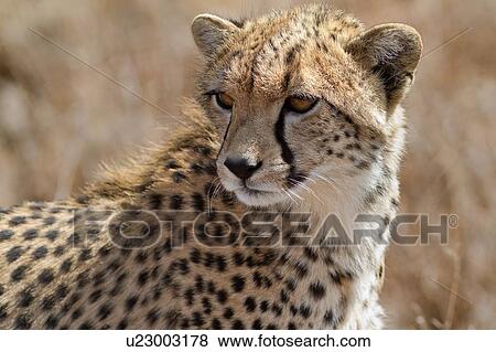 Stock Photo - Close up detail -side view of young cheetah standing in long, dry grass, Lewa Downs, Kenya, East Africa. Fotosearch