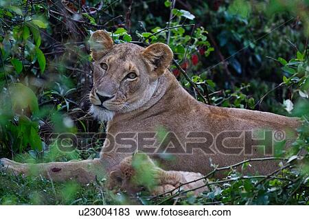 Stock Image - Close up detail view of adult lioness lying in undergrowth, with two cubs playing, Masai Mara, Kenya, East Africa. Fotosearch