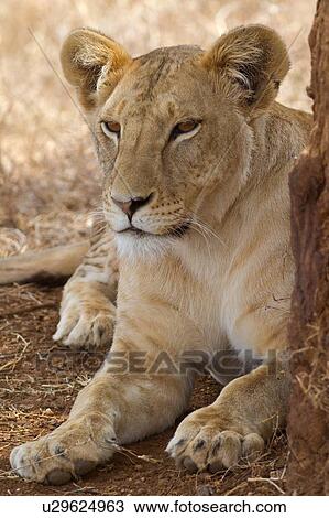 Stock Image - Close up detail view of lioness leaning against tree in shade, Lewa Downs, Kenya, East Africa. Fotosearch