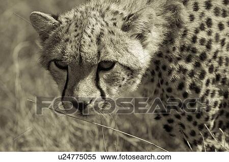 Close up face detail - monochrome view of young cheetah standing in long, dry grass, Lewa Downs, Kenya, East Africa View Large Photo Image Stock Photography - Close up face detail - monochrome view of young cheetah standing in long, dry grass, Lewa Downs, Kenya, East Africa. Fotosearch