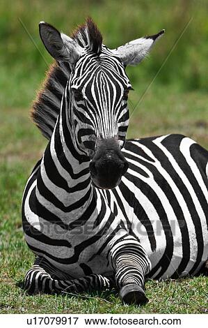 Close up front view of Burchell's zebra lying in grass, detail of front, Masai Mara, Kenya, East Africa View Large Photo Image Stock Photo - Close up front view of Burchell's zebra lying in grass, detail of front, Masai Mara, Kenya, East Africa. Fotosearch