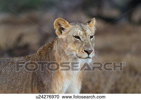 Close up frontal detail of face and front of lioness with wet fur, Lewa Downs, Kenya, East Africa View Large Photo Image Stock Image - Close up frontal detail of face and front of lioness with wet fur, Lewa Downs, Kenya, East Africa. Fotosearch