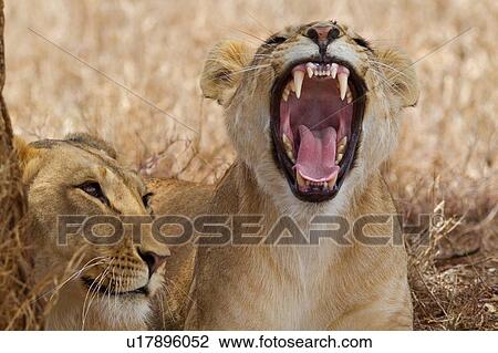 Stock Image - Close up frontal detail view of two lionesses lying beside tree in shade, one yawning, Lewa Downs, Kenya, East Africa. Fotosearch