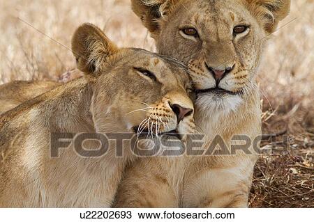 Close up frontal detail view of two lionesses lying beside tree in shade, one leaning aginst the other, Lewa Downs, Kenya, East Africa View Large Photo Image Stock Image - Close up frontal detail view of two lionesses lying beside tree in shade, one leaning aginst the other, Lewa Downs, Kenya, East Africa. Fotosearch