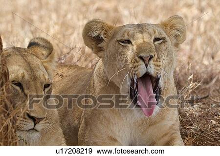Close up frontal detail view of two lionesses lying beside tree in shade, one yawning, Lewa Downs, Kenya, East Africa View Large Photo Image Stock Photo - Close up frontal detail view of two lionesses lying beside tree in shade, one yawning, Lewa Downs, Kenya, East Africa. Fotosearch