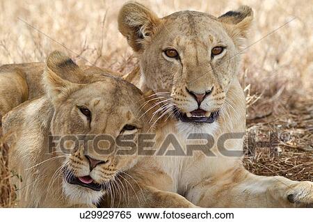 Stock Photography - Close up frontal detail view of two lionesses lying beside tree in shade, one leaning aginst the other, Lewa Downs, Kenya, East Africa. Fotosearch