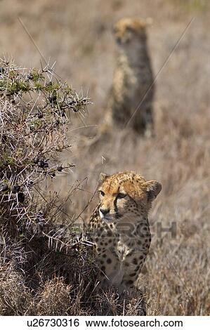 Close up frontal view of young cheetah sitting beside acacia bush with mother sitting behind, guarding, Lewa Downs, Kenya, East Africa View Large Photo Image Stock Photograph - Close up frontal view of young cheetah sitting beside acacia bush with mother sitting behind, guarding, Lewa Downs, Kenya, East Africa. Fotosearch