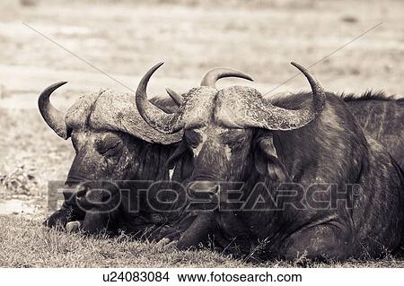Close up monochrome view from front, of two Cape Buffalo, lying on grass, Masai Mara, Kenya, East Africa View Large Photo Image Picture - Close up monochrome view from front, of two Cape Buffalo, lying on grass, Masai Mara, Kenya, East Africa. Fotosearch