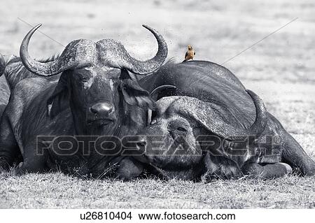 Close up monochrome view from front, of two Cape Buffalo lying on grass, with colour oxpecker bird perching on back in swarm of flies, Masai Mara, Kenya, East Africa View Large Photo Image Picture - Close up monochrome view from front, of two Cape Buffalo lying on grass, with colour oxpecker bird perching on back in swarm of flies, Masai Mara, Kenya, East Africa. Fotosearch