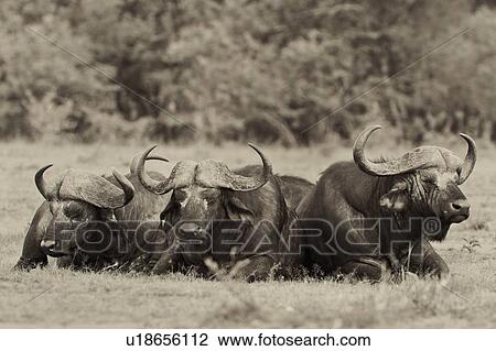Close up monochrome view from front, of three Cape Buffalo, lying on grass, Masai Mara, Kenya, East Africa View Large Photo Image Stock Image - Close up monochrome view from front, of three Cape Buffalo, lying on grass, Masai Mara, Kenya, East Africa. Fotosearch