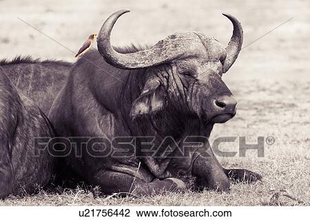 Close up monochrome view from front, of single Cape Buffalo lying on grass, with colour oxpecker bird perching on back, Masai Mara, Kenya, East Africa View Large Photo Image Stock Image - Close up monochrome view from front, of single Cape Buffalo lying on grass, with colour oxpecker bird perching on back, Masai Mara, Kenya, East Africa. Fotosearch