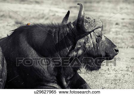 Close up monochrome view from side, of single Cape Buffalo lying on grass, with colour oxpecker bird perching on back, Masai Mara, Kenya, East Africa View Large Photo Image Stock Photography - Close up monochrome view from side, of single Cape Buffalo lying on grass, with colour oxpecker bird perching on back, Masai Mara, Kenya, East Africa. Fotosearch