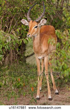 Stock Image - Close up of adult male impala standing in front of thicket of bushes, front view, Masai Mara, Kenya, East Africa. Fotosearch