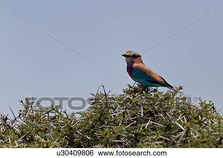Stock Photograph - Close up of lilac-breasted roller perching on acacia tree, Lewa Downs, Kenya, East Africa. Fotosearch