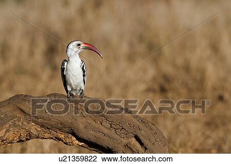 Stock Image - Close up of red-billed hornbill perching on fallen tree trunk, front view with head turned in profile, Lewa Downs, Kenya, East Africa. Fotosearch