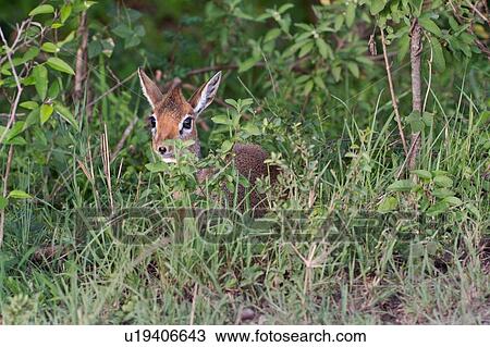 Close up of single dik dik lying nestled in woodland grass, Masai Mara, Kenya, East Africa View Large Photo Image Stock Image - Close up of single dik dik lying nestled in woodland grass, Masai Mara, Kenya, East Africa. Fotosearch