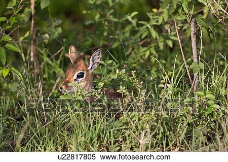 Close up of single dik dik lying nestled in woodland grass, Masai Mara, Kenya, East Africa View Large Photo Image Stock Photography - Close up of single dik dik lying nestled in woodland grass, Masai Mara, Kenya, East Africa. Fotosearch