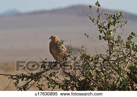 Stock Photography - Close up of tawny eagle perching at top of acacia bush, side-angled view, Lewa Downs, Kenya, East Africa. Fotosearch