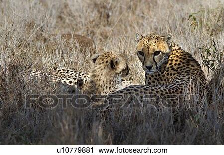 Close up of two cheetahs, mother and cub, lying in long grass, Lewa Downs, Kenya, East Africa View Large Photo Image Stock Image - Close up of two cheetahs, mother and cub, lying in long grass, Lewa Downs, Kenya, East Africa. Fotosearch