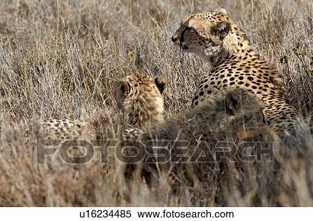 Close up of two cheetahs, mother and cub, lying in long grass, Lewa Downs, Kenya, East Africa View Large Photo Image Stock Photography - Close up of two cheetahs, mother and cub, lying in long grass, Lewa Downs, Kenya, East Africa. Fotosearch