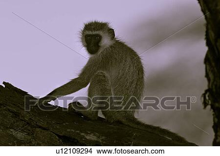 Picture - Close up of vervet monkey sitting on branch of tree, desaturated image, side view, Lewa Downs, Kenya, East Africa. Fotosearch
