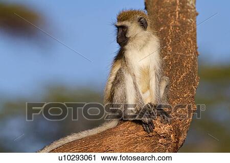 Close up of vervet monkey sitting on branch of tree, front view, Lewa Downs, Kenya, East Africa View Large Photo Image Stock Image - Close up of vervet monkey sitting on branch of tree, front view, Lewa Downs, Kenya, East Africa. Fotosearch
