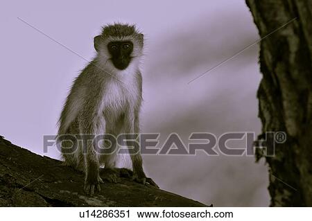 Close up of vervet monkey sitting on branch of tree, desaturated image, frontal view, Lewa Downs, Kenya, East Africa View Large Photo Image Stock Image - Close up of vervet monkey sitting on branch of tree, desaturated image, frontal view, Lewa Downs, Kenya, East Africa. Fotosearch