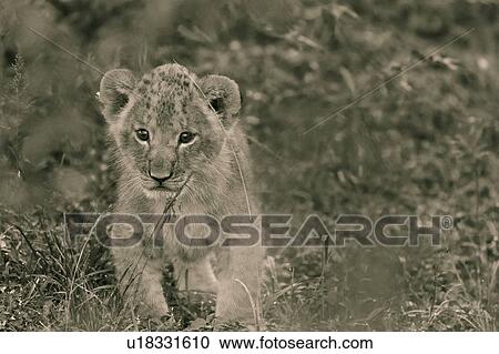 Close up of very young lion cub stalking prey in grass, monochrome, Masai Mara, Kenya, East Africa View Large Photo Image Stock Image - Close up of very young lion cub stalking prey in grass, monochrome, Masai Mara, Kenya, East Africa. Fotosearch