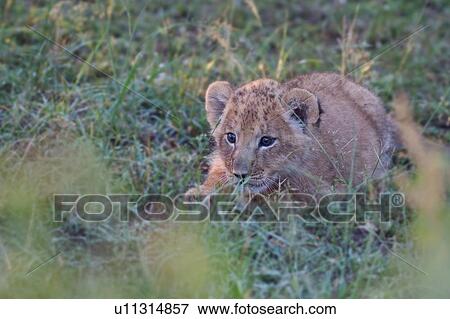 Stock Photo - Close up of very young lion cub stalking prey in grass, Masai Mara, Kenya, East Africa. Fotosearch