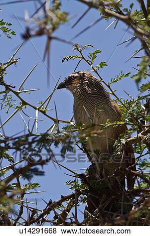 Close up of white-browed coucal perching in acacia tree, Lewa Downs, Kenya, East Africa View Large Photo Image Stock Photo - Close up of white-browed coucal perching in acacia tree, Lewa Downs, Kenya, East Africa. Fotosearch
