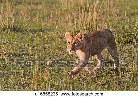 Stock Photography - Close up of young cub walking diagonally towards viewer, in golden early morning light, Masai Mara, Kenya, East Africa. Fotosearch