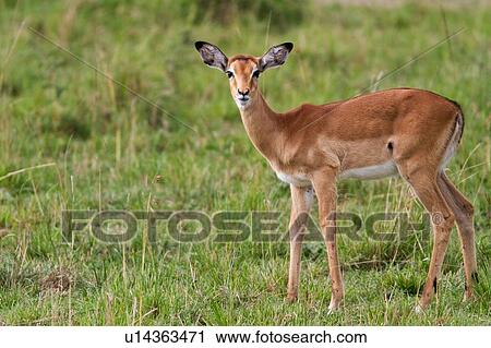 Stock Image - Close up of young female impala standing in grass, side view, face towards viewer, Masai Mara, Kenya, East Africa. Fotosearch
