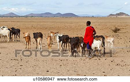 Stock Photo - Close up of young Masai man wearing traditional red shuka, herding line of cattle out onto the plains with hills in the distance beyond, Amboseli, Kenya, East Africa. Fotosearch