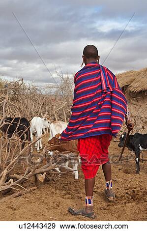 Stock Photo - Close up of young Masai man wearing traditional red andn blue shuka, herding cattle within the enkang (village) with mud house and thorn fencing visible, Amboseli, Kenya, East Africa. Fotosearch