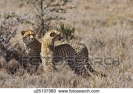 Stock Image - Close up side view of adult female cheetah standing, with cub sitting in front of her, in long dry grass, Lewa Downs, Kenya, East Africa. Fotosearch