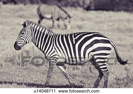 Close up side view of Burchell's zebra walking in grass with another zebra in background, desaturated image, Lewa Downs, Kenya, East Africa View Large Photo Image Stock Image - Close up side view of Burchell's zebra walking in grass with another zebra in background, desaturated image, Lewa Downs, Kenya, East Africa. Fotosearch