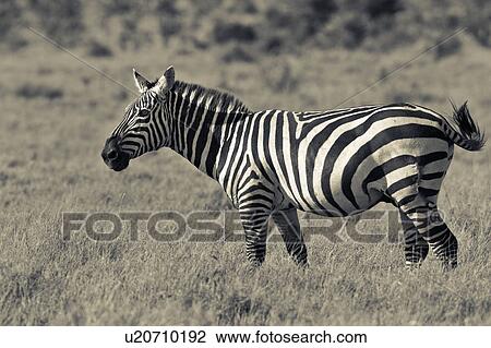 Close up side view of Burchell's zebra standing in grass, desaturated image, Lewa Downs, Kenya, East Africa View Large Photo Image Stock Image - Close up side view of Burchell's zebra standing in grass, desaturated image, Lewa Downs, Kenya, East Africa. Fotosearch