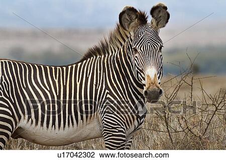 Stock Image - Close up side view of Grevy zebra standing in grass, detail of head and body, Lewa Downs, Kenya, East Africa. Fotosearch