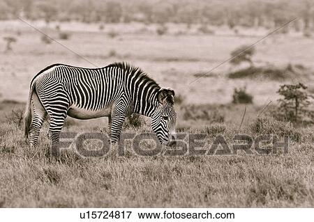 Close up side view of Grevy zebra standing grazing in grass, desaturated image, Lewa Downs, Kenya, East Africa View Large Photo Image Stock Photo - Close up side view of Grevy zebra standing grazing in grass, desaturated image, Lewa Downs, Kenya, East Africa. Fotosearch