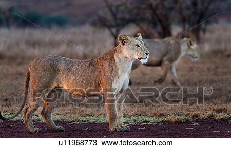Close up side view of lioness with wet fur standing in grass near track with a second lioness stalking in background, Lewa Downs, Kenya, East Africa View Large Photo Image Stock Image - Close up side view of lioness with wet fur standing in grass near track with a second lioness stalking in background, Lewa Downs, Kenya, East Africa. Fotosearch